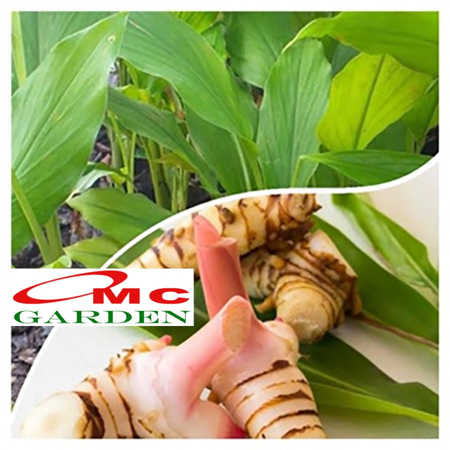 Bibit Tanaman Lengkuas Herbal Obat Laos Bumbu Masak Rempah Laja 2030