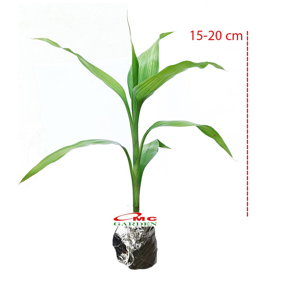 Pohon Bambu Hoki Hockey Sri Rejeki Lucky Bamboo Air Bambu Cina Bibit Tanaman Hias 1020 - 15-20 cm