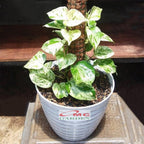 Srigading Sri Gading Sirih Gading Hijau Kuning Varigata Golden Silver Ungu Centong Philodendron Philo Brazil Marble Queen Bibit Tanaman Hias Air 1020