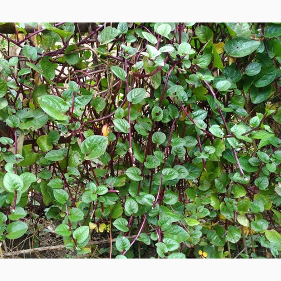 Daun Binahong Merah Hijau Tanaman Piahong Obat Herbal Organik Segar Tanpa Pestisida 1 Helai Lembar BM-DH-1