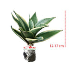 Lidah Mertua Mini Sansevieria Sansivera Sensivera Pagoda Golden Hahnii Bird Nest Yellow Green Silver Night Owl 1217