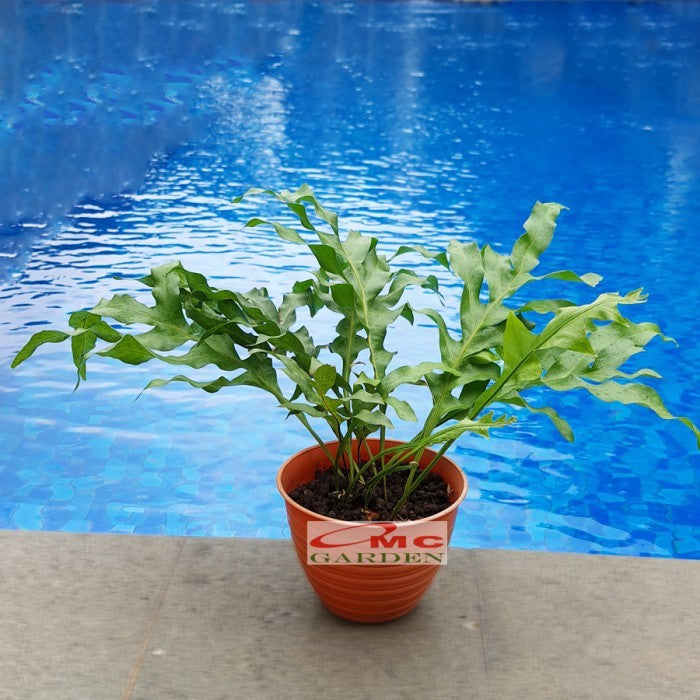 Kadaka Tanduk Rusa Pakis Paku Bintang Biru Blue Star Fern Tanaman D35