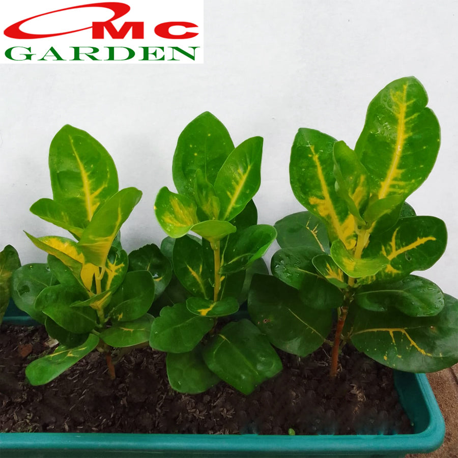 Puring Penyu Kuning Hijau Mangkok Mangkokan Bibit Pohon Croton Tanaman Hias 20-30cm