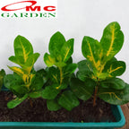 Puring Penyu Kuning Hijau Mangkok Mangkokan Bibit Pohon Croton Tanaman Hias 20-30cm