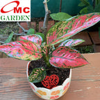 Aglonema Venus Green Red Bibit Bunga Tanaman Hias Sri Rejeki 1520