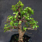 Bibit Pohon Loa Bahan Bonsai Mame Ficus Racemosa Tanaman Peneduh 2030