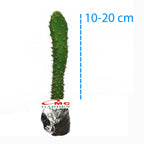 Sukulen Sekulen Pohon Kaktus Mini Succulent Bibit Tanaman Hias 1020
