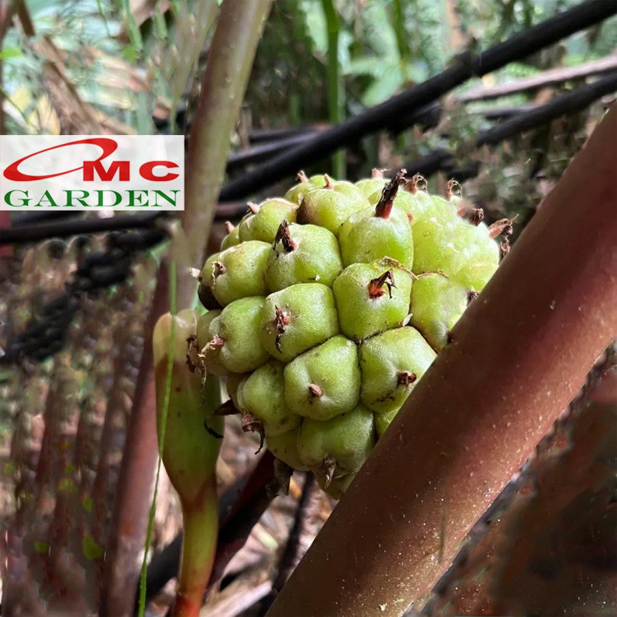 Bibit Bonggol Kecombrang Hijau Combrang Merah Pohon Rombeh Honje 2025