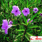 Rawelia Ruelia Rolia Bunga Ungu Pink Tabibosa Ruellia Tanaman Hias Bibit RWL-B-3040