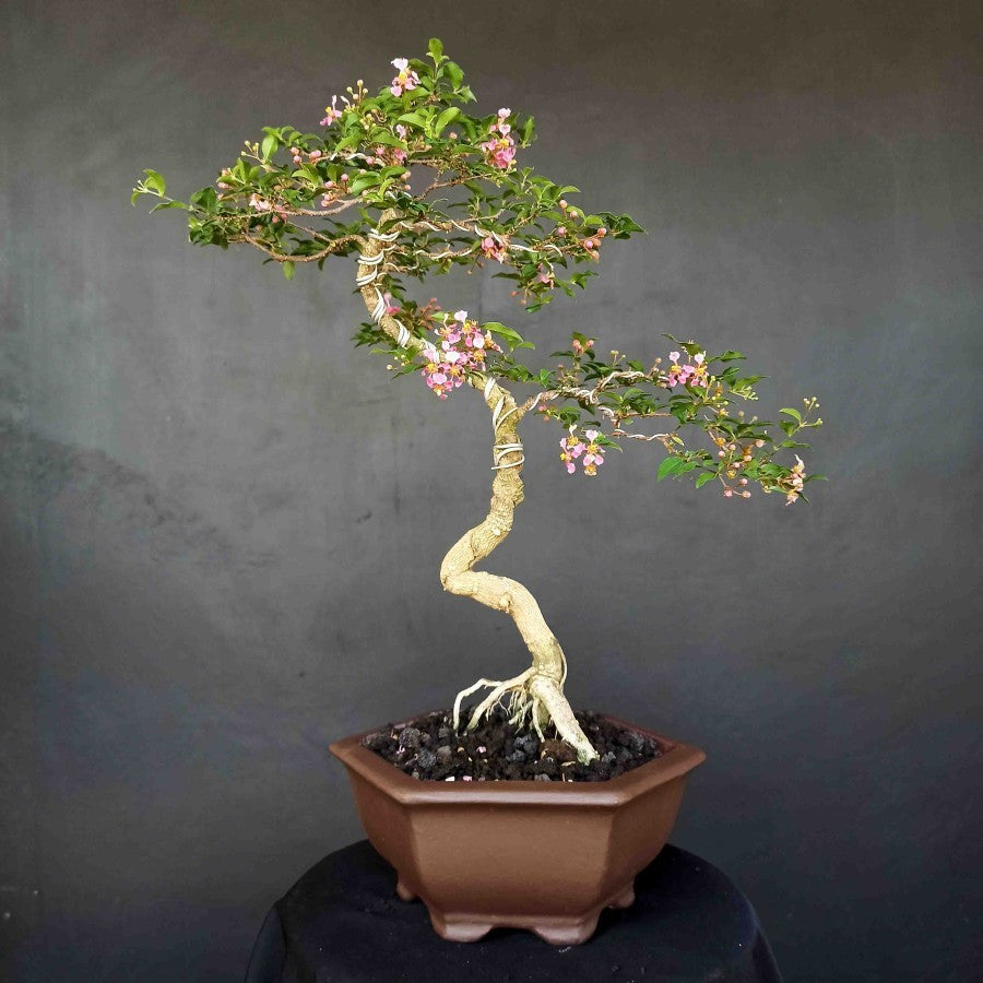 Bonsai Sakura Mikro Jepang Pohon Bonsae Mame Tanaman Hias Berbunga
