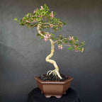 Bonsai Sakura Mikro Jepang Pohon Bonsae Mame Tanaman Hias Berbunga