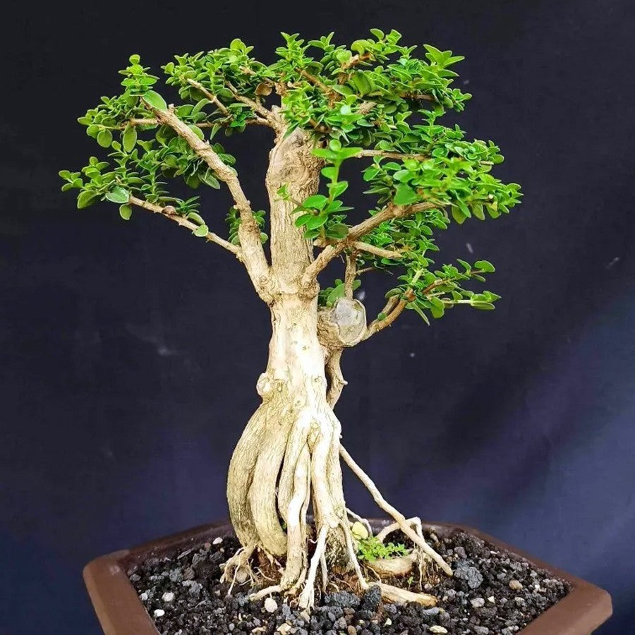 Bonsai Bonsae Sancang Premna Microphylla 002