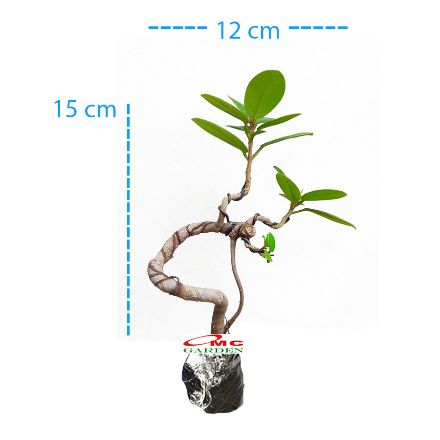 Bonsai Bonsae Mame Beringin Korea Mini Dolar Tanaman Hias Pohon B-BK-005