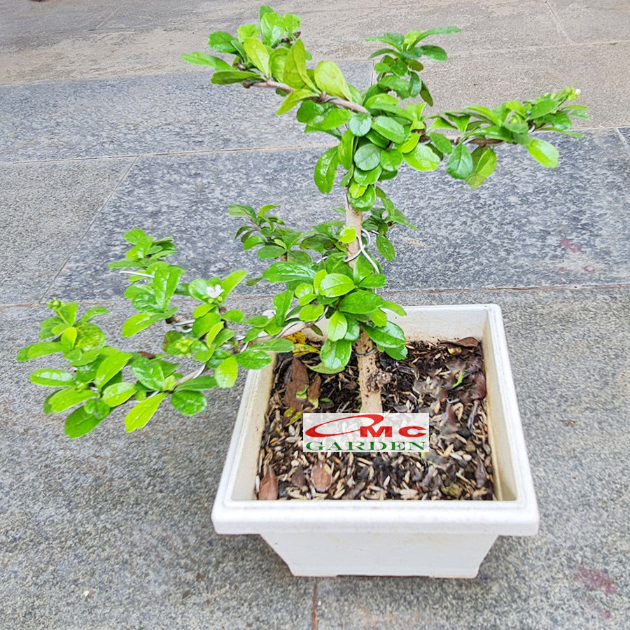 Bonsai Bonsae Hokianti Mikro Micro Hokiantea Erethia Eretia 001