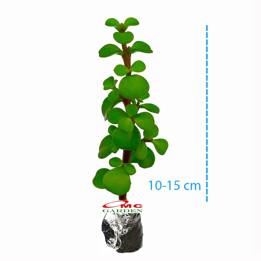 Sukulen Portulacaria Afra Bibit Tanaman Hias Sekulen Kaktus Mini 1015