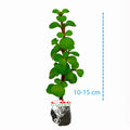 Sukulen Portulacaria Afra Bibit Tanaman Hias Sekulen Kaktus Mini 1015