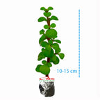 Sukulen Portulacaria Afra Bibit Tanaman Hias Sekulen Kaktus Mini 1015