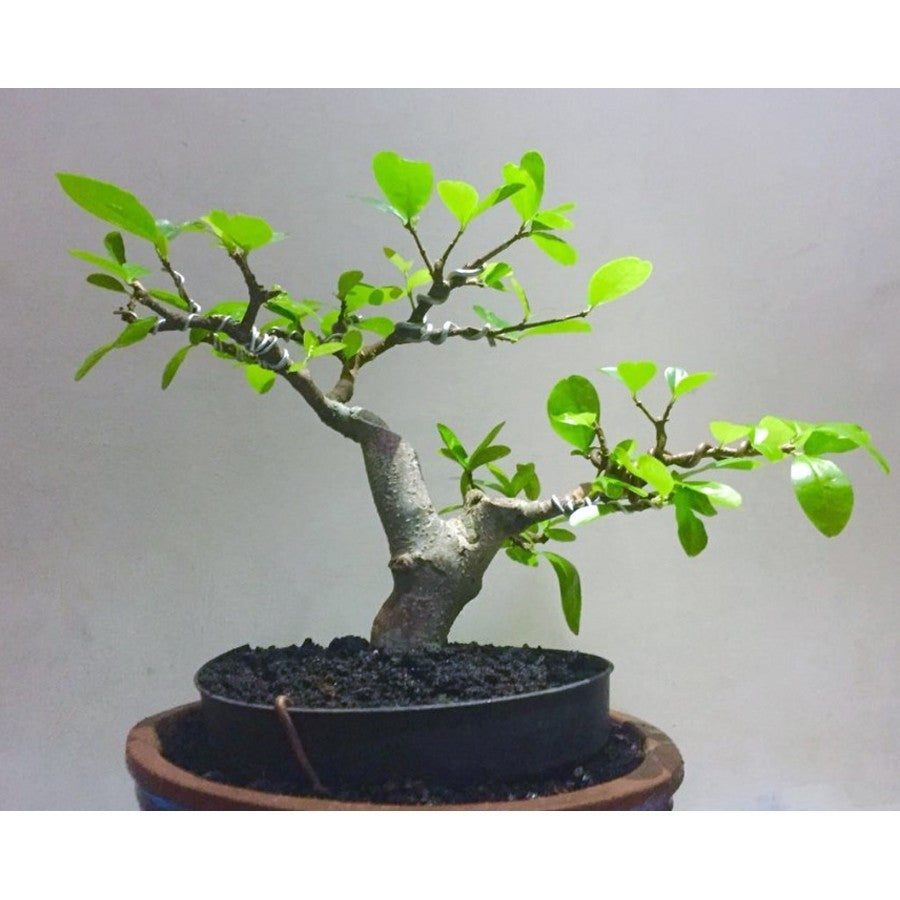 Bibit Sianci Bahan Bonsai Tanaman Ceri Barbados Cherry Aserola 2030