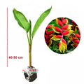Tanaman Hias Pisang Bali Atau Pisang Betet Calathea Heliconia Pisang Pisangan P-BALI-4050
