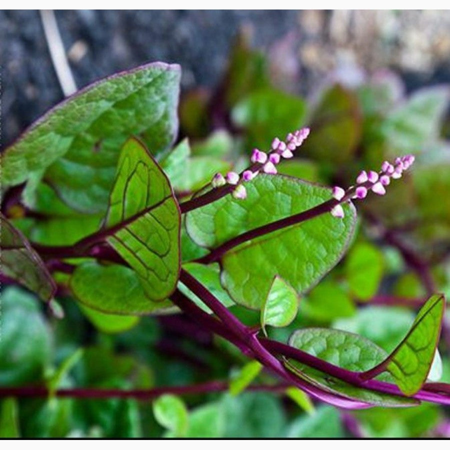 Daun Binahong Merah Hijau Tanaman Piahong Obat Herbal Organik Segar Fresh Tanpa Pestisida 100 Gram