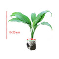 Bibit Tanaman Pohon Sepatu Filum Peace Lily Lili Spatyfhilum 1 Pot
