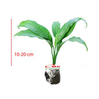 Bibit Tanaman Pohon Sepatu Filum Peace Lily Lili Spatyfhilum 1 Pot