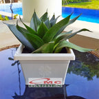 Lidah Mertua Mini Sansevieria Sansivera Sensivera Pagoda Golden Hahnii Bird Nest Yellow Green Silver Night Owl 1217