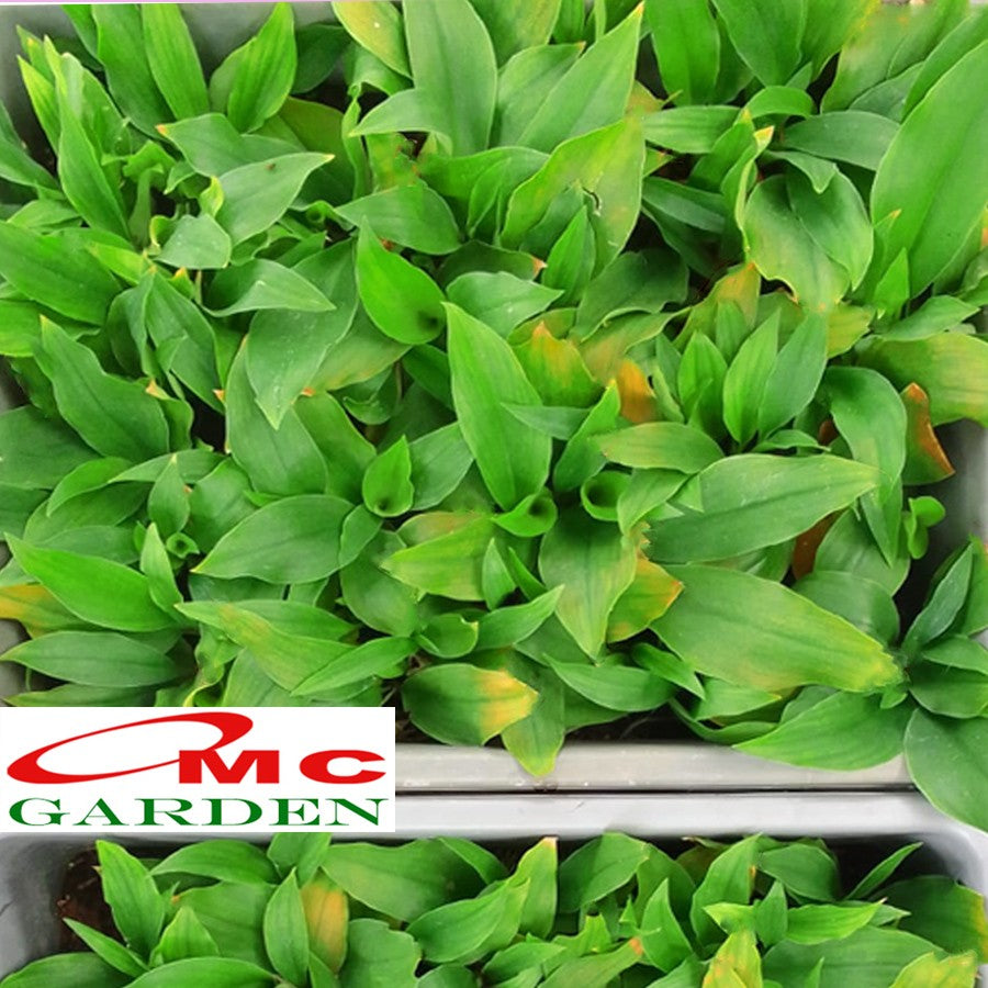Bibit Tanaman Kencur Herbal Obat Sayur Cikur Rempah Ceku Cekor  Tekur Suha Cataka