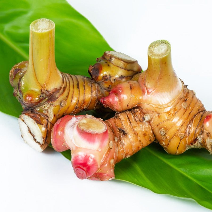 Bibit Tanaman Kencur Herbal Obat Sayur Cikur Rempah Ceku Cekor  Tekur Suha Cataka