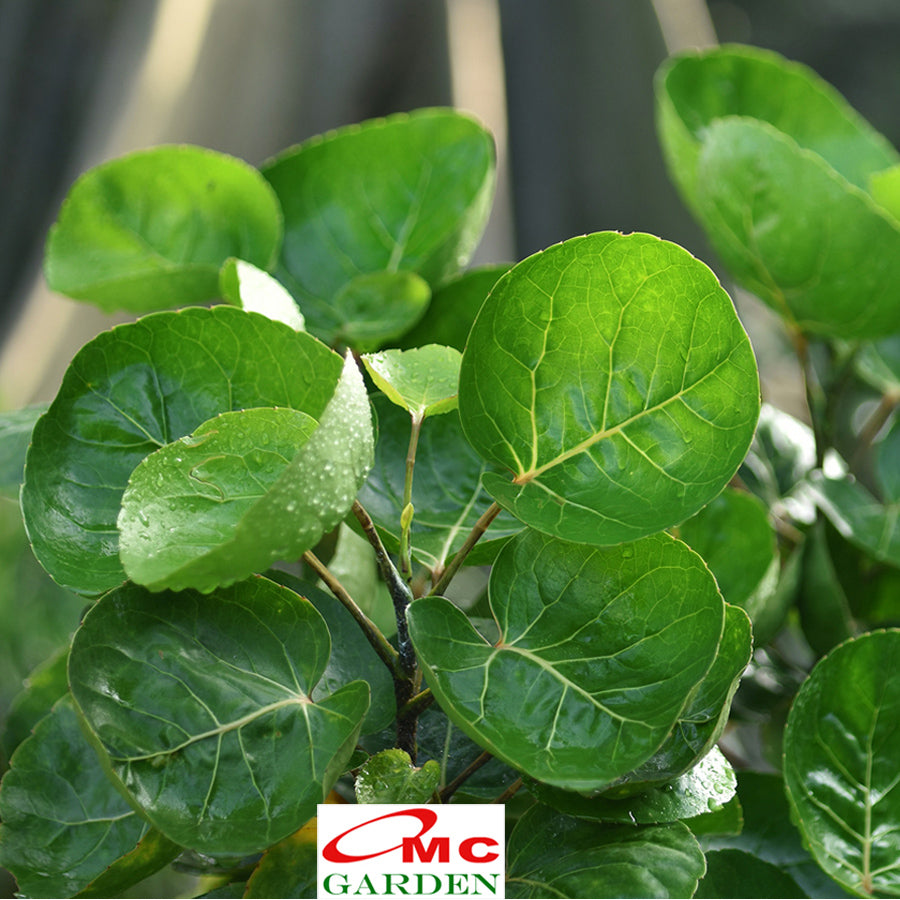Pohon Mangkok Mangkokan Tanaman Obat Herbal Hias Bibit Berakar 10-20cm