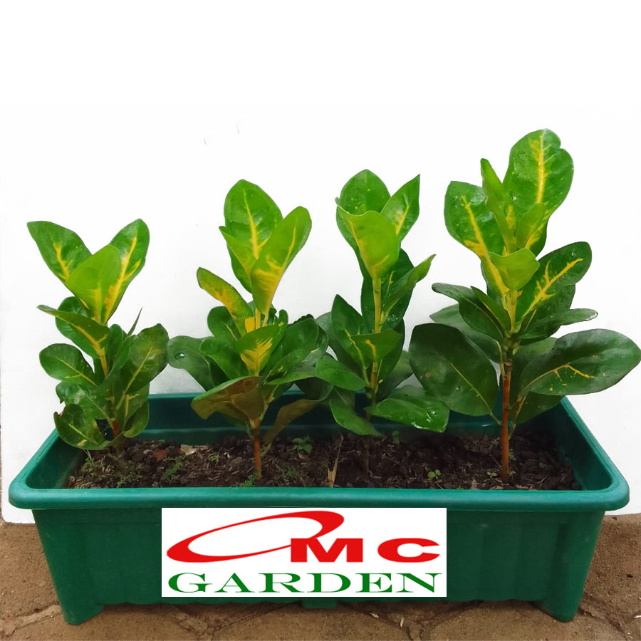 Puring Penyu Kuning Hijau Mangkok Mangkokan Bibit Pohon Croton Tanaman Hias 20-30cm