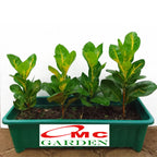 Puring Penyu Kuning Hijau Mangkok Mangkokan Bibit Pohon Croton Tanaman Hias 20-30cm