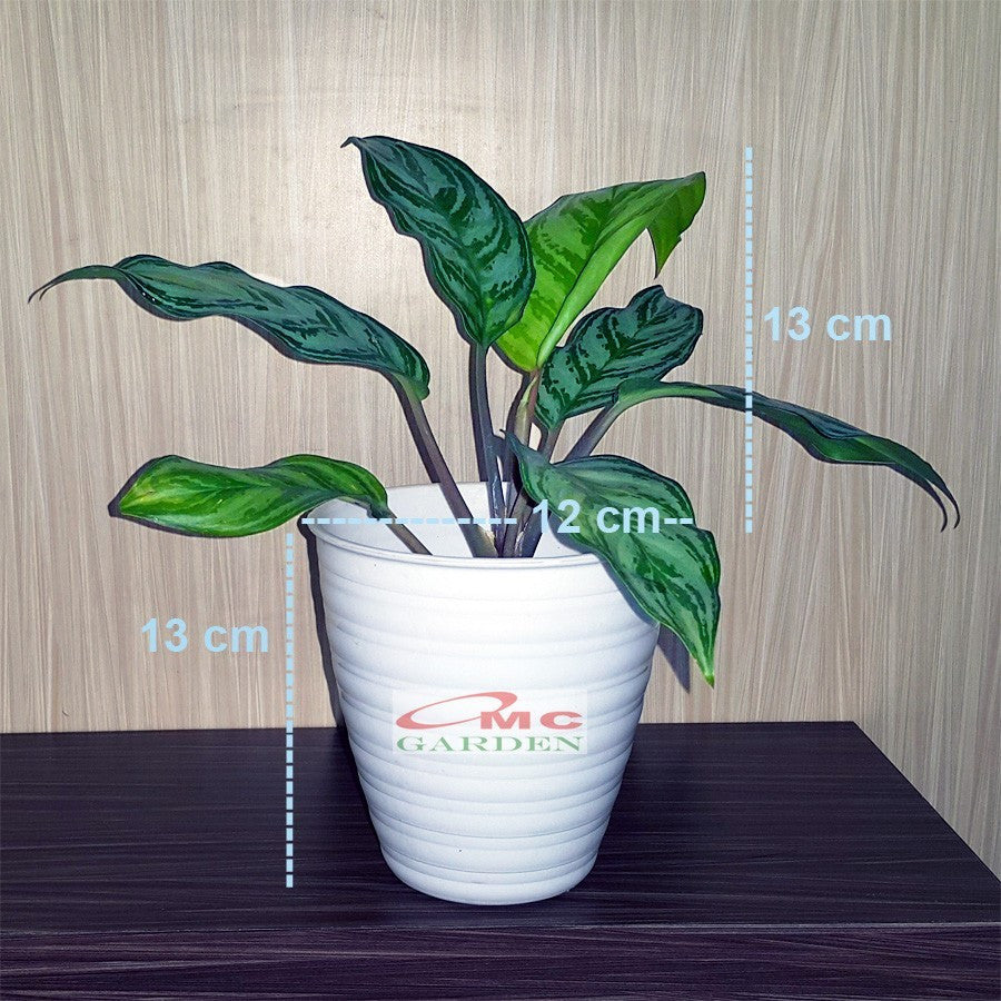Pot Tanaman Hias Bunga Bonsai Sukulen Bulat Tawon Putih Plastik T-13