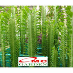Euphorbia Trigona Bibit Tanaman Hias Kaktus Sukulen Hijau Merah 1 Pot
