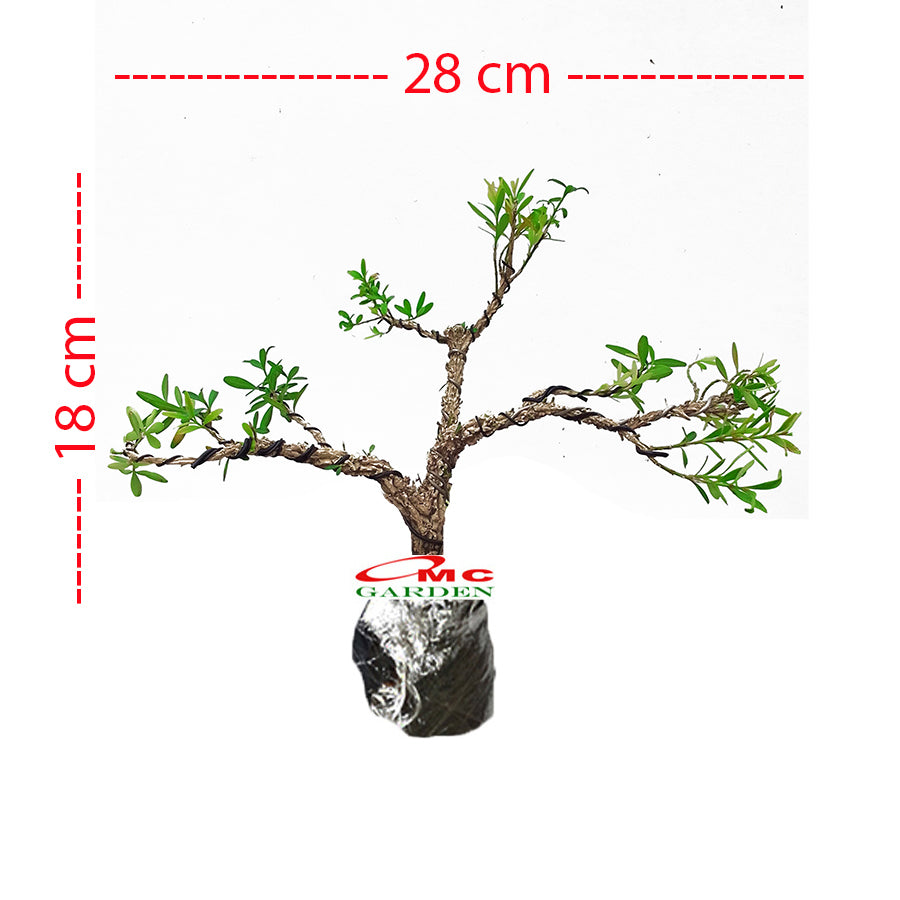 Bonsai Bonsae Boksus Boxus Bokus Buksus Buxus Boxwood Buxaceae 001