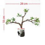 Bonsai Bonsae Boksus Boxus Bokus Buksus Buxus Boxwood Buxaceae 001