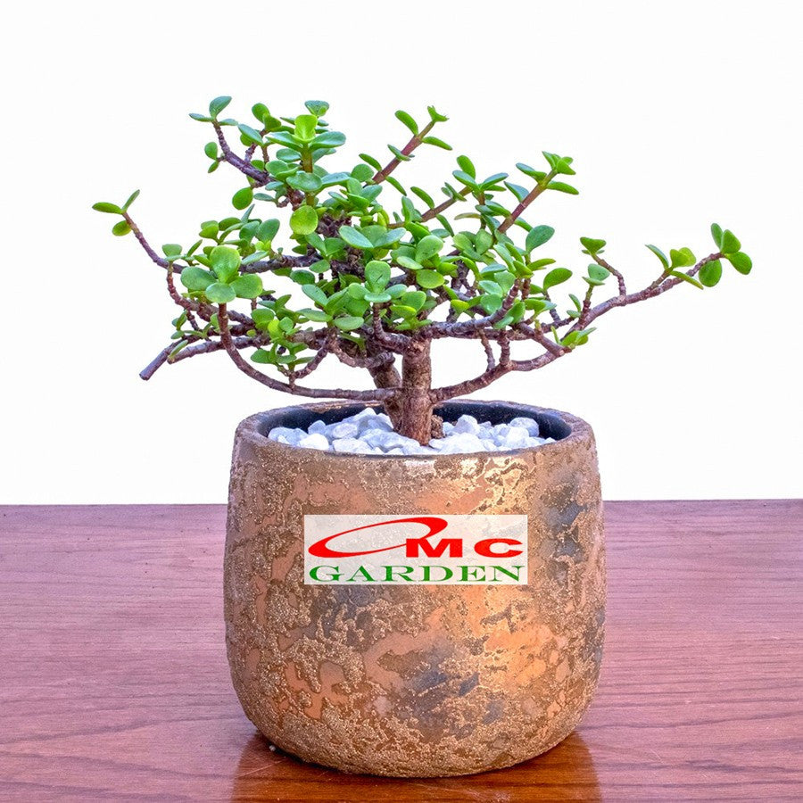 Sukulen Portulacaria Afra Bibit Tanaman Hias Sekulen Kaktus Mini 1520