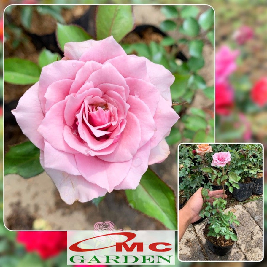 Bibit Bunga Mawar Holland Holand Tanaman Hias Laperan Rosa Rose 1020