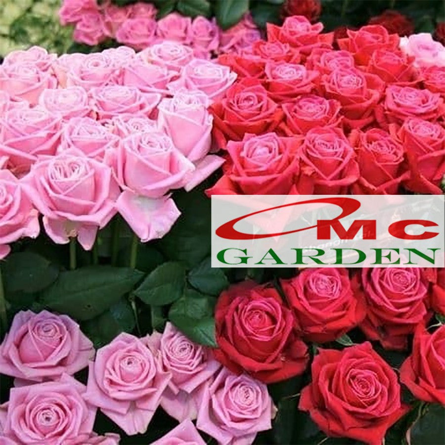 Bibit Bunga Mawar Holland Holand Tanaman Hias Laperan Rosa Rose 1020