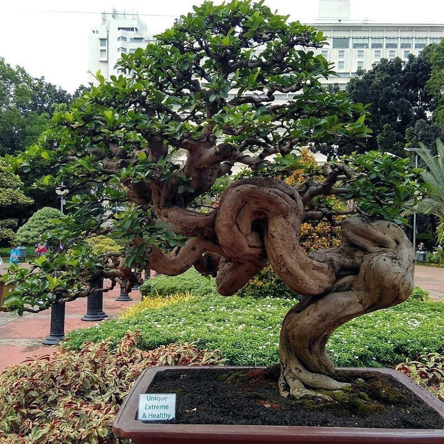 Bibit Sianci Bahan Bonsai Tanaman Ceri Barbados Cherry Aserola 2030