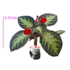 Tanaman Hias Episcia Cupreata Lil Lemon Pink Panther Hijau Beludru Bludru Coklat Silver Shield