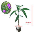 Rawelia Ruelia Rolia Bunga Ungu Pink Tabibosa Ruellia Tanaman Hias Bibit RWL-B-2030