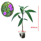 Rawelia Ruelia Rolia Bunga Ungu Pink Tabibosa Ruellia Tanaman Hias Bibit RWL-B-2030
