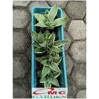 Lidah Mertua Mini Sansevieria Sansivera Sensivera Pagoda Golden Hahnii Bird Nest Yellow Green Silver Night Owl 1015
