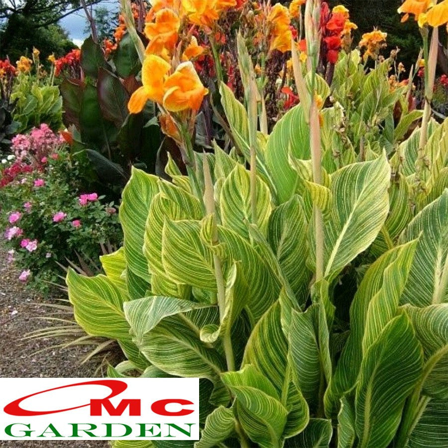 Tanaman Hias Pisang Kana Golden Calathea Pisangan Kuning Heliconia 30