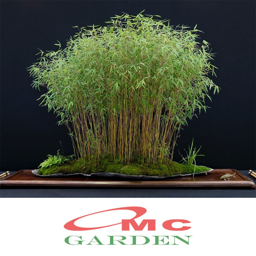 Bibit Rumput Bambu Mikro Micro Mini Rimbun Tanaman Hias 30-40 cm