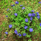 Tanaman Hias Baby Blue Eyes Nemophila Menziesii Star Gantung Mata Biru Bibit Bunga 1015