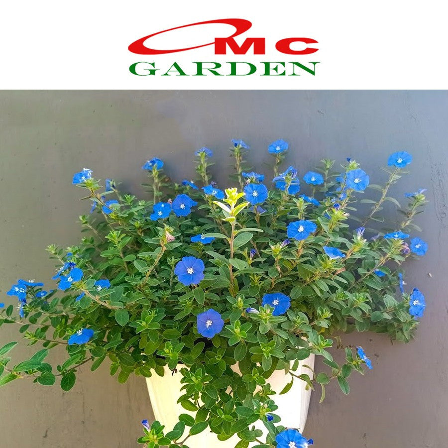 Tanaman Hias Baby Blue Eyes Nemophila Menziesii Star Gantung Mata Biru Bibit Bunga 1520