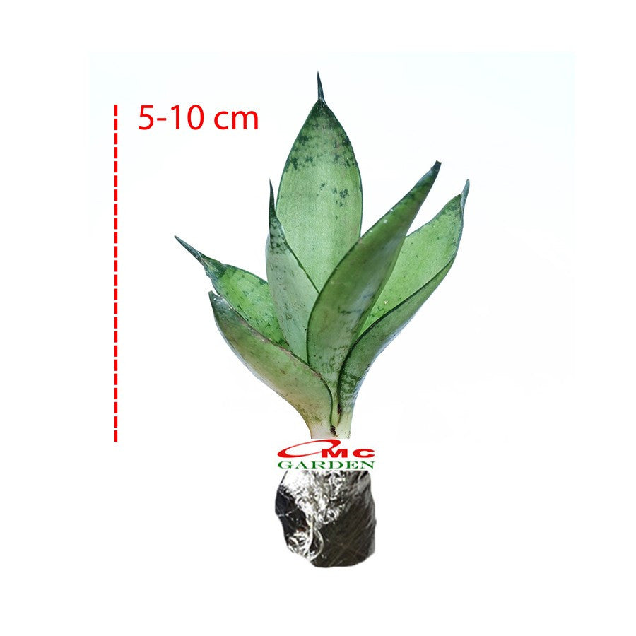 Lidah Mertua Mini Sansevieria Sansivera Sensivera Pagoda Golden Hahnii Bird Nest Yellow Green Silver Night Owl 05-10
