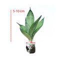 Lidah Mertua Mini Sansevieria Sansivera Sensivera Pagoda Golden Hahnii Bird Nest Yellow Green Silver Night Owl 05-10